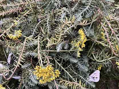 Очиток отогнутый Блу Спрус Sedum Blue Spruce